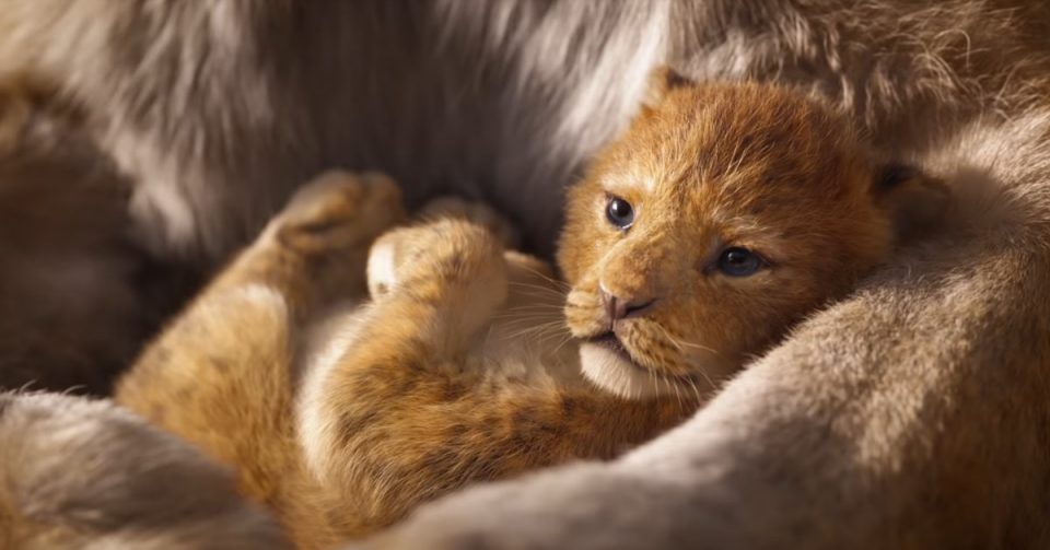 Le Roi Lion Teaser