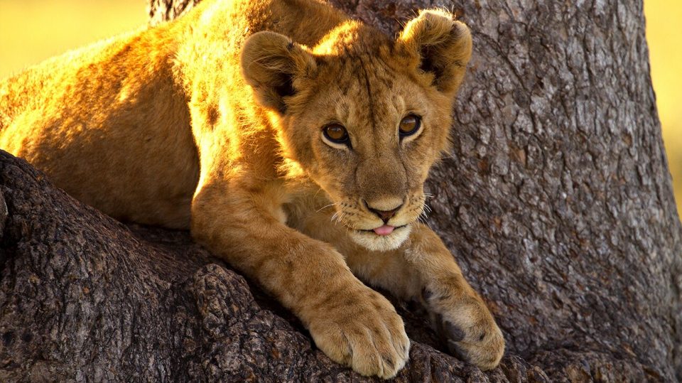 Lion King Protect the Pride