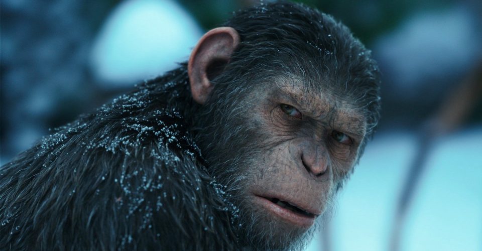 la planète des singes reboot