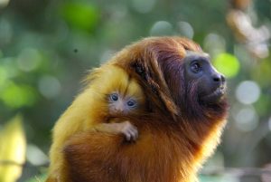 disney conservation fund