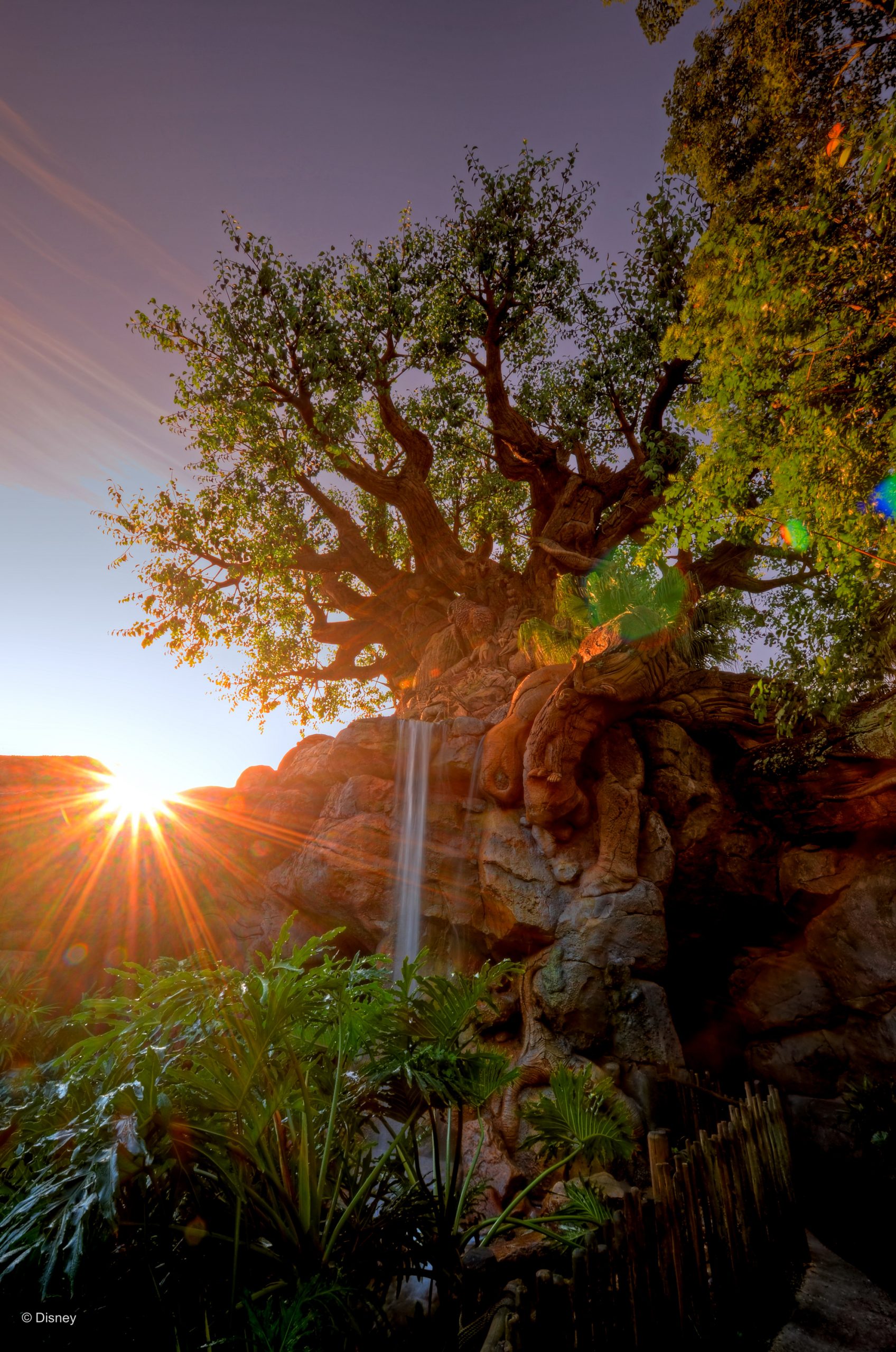 tree of life