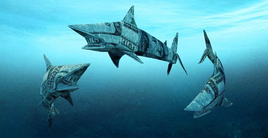 shark tank