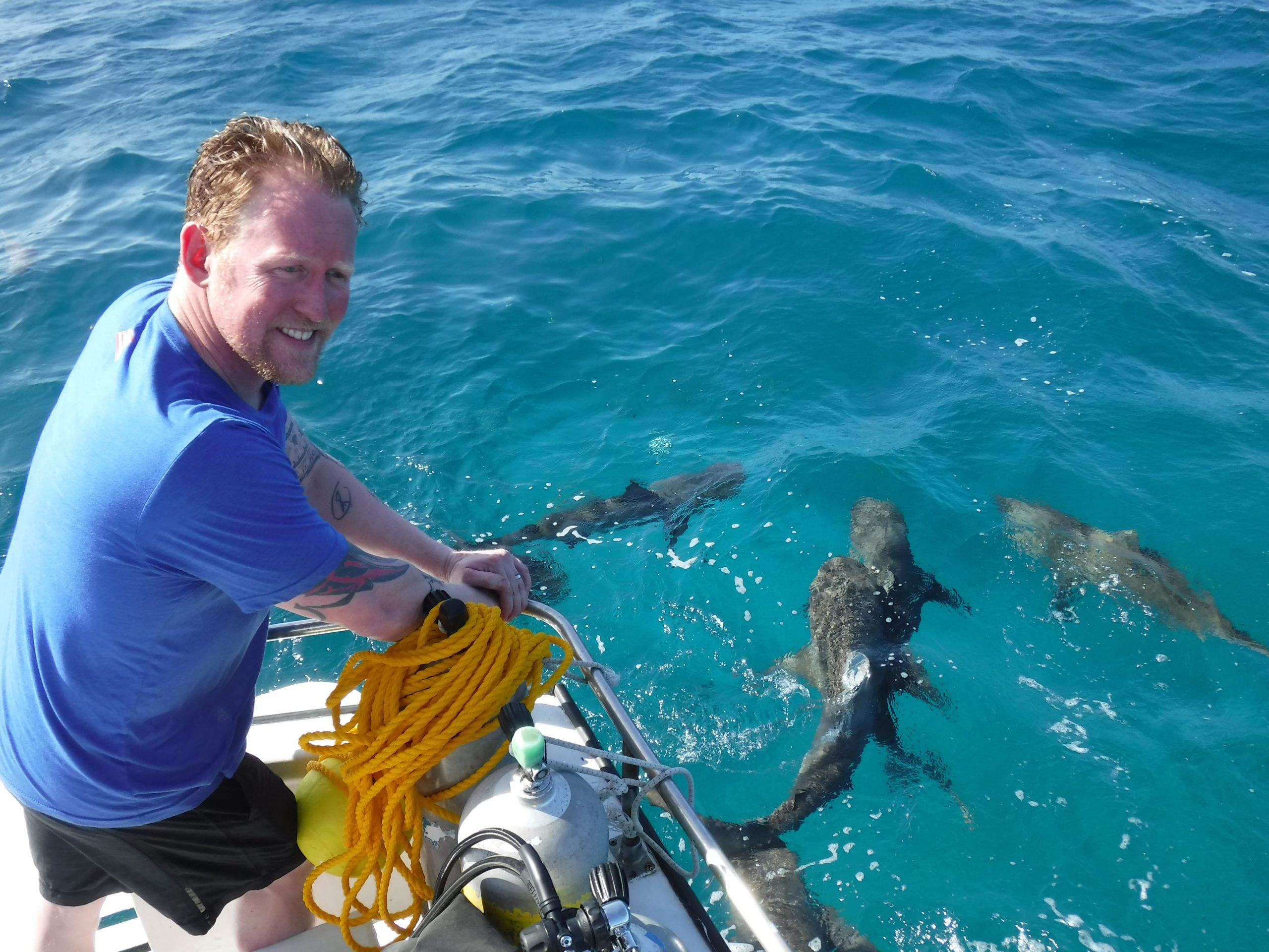 shark festival