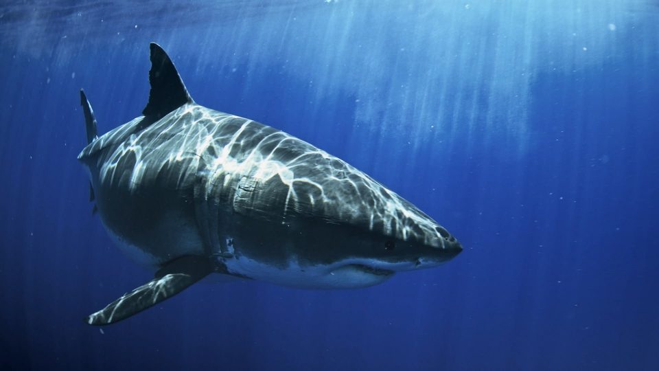 shark festival
