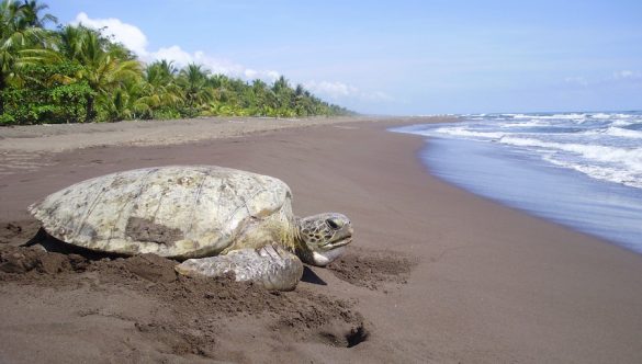 Sea Turtle Conservancy