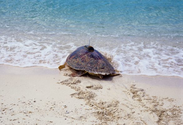 Sea Turtle Conservancy