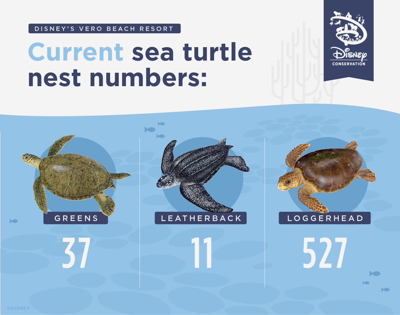 tortues