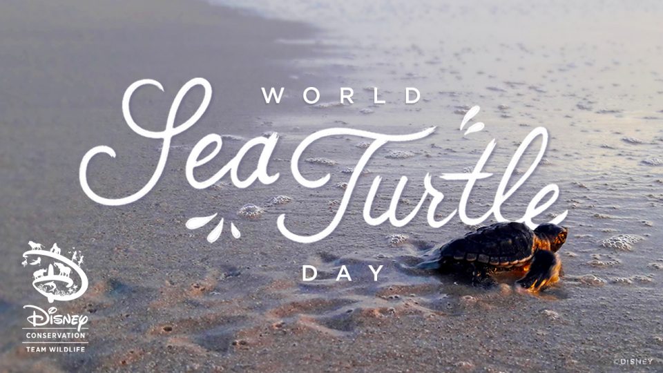 tortues de mer disney