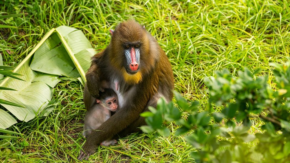 mandrill