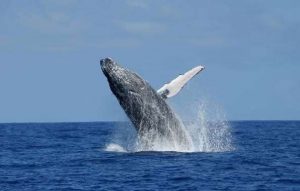 baleine