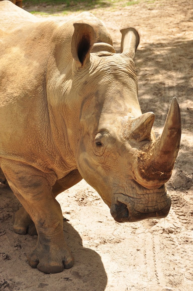 rhinocéros