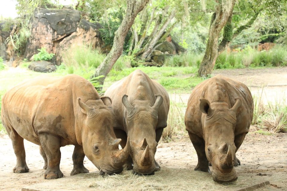 rhinocéros