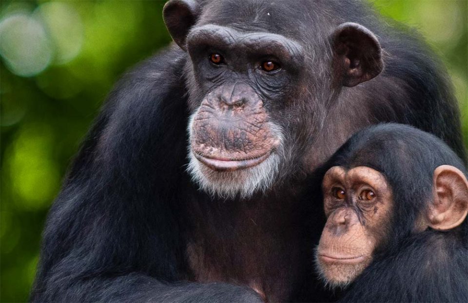 rencontre avec les chimpanzés