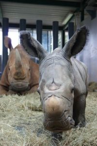 disneys-animal-kingdom-welcomes-baby-white-rhinoceros-1