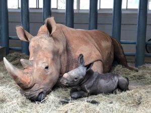 disneys-animal-kingdom-welcomes-baby-white-rhinoceros