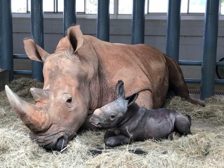 rhinocéros