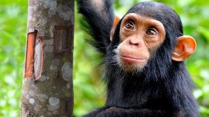 meet-the-chimps