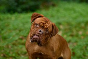 hooch
