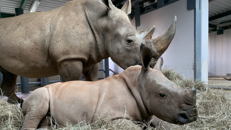 rhinocéros