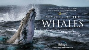 secrets-of-the-whales