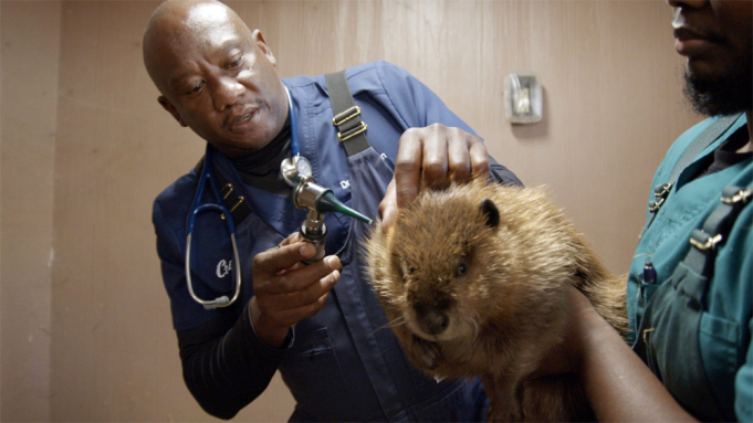 nat geo wild renouvelle