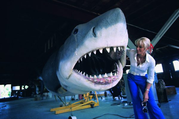 face aux requins
