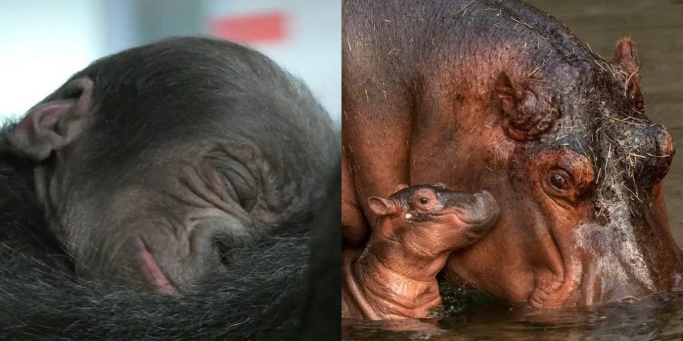 bébé gorille bébé hippopotame animal kingdom