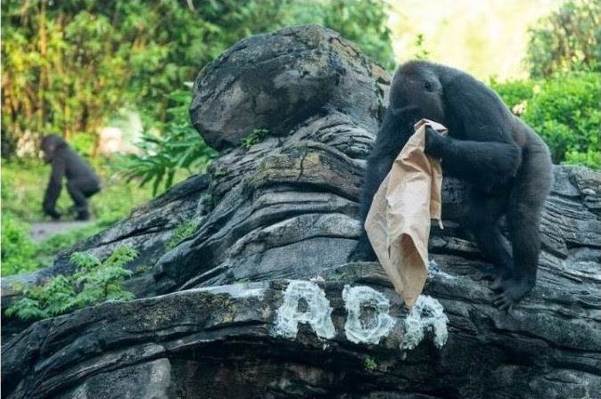 gorilles animal kingdom