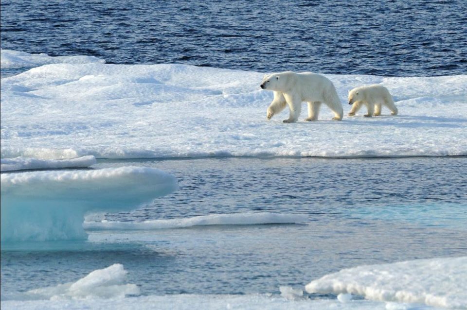 adventures by disney arctique