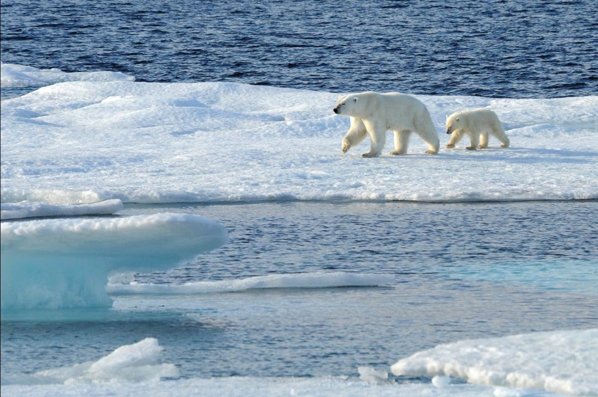 adventures by disney arctique