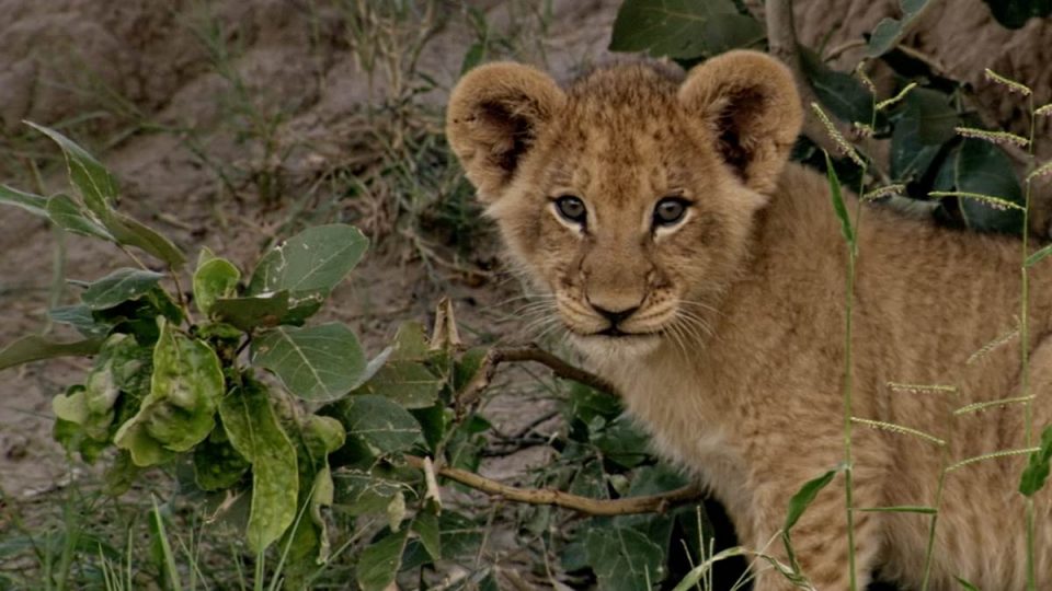 big cat week 2022