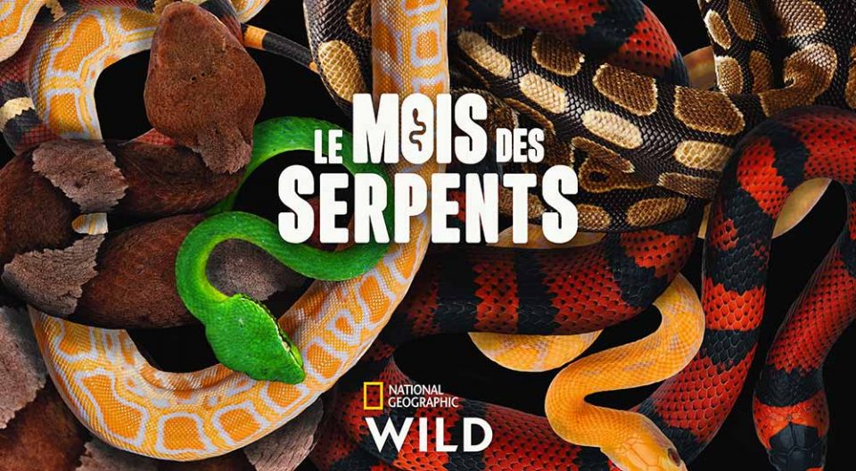 le mois des serpents