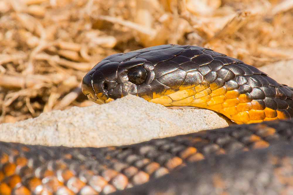 le mois des serpents
