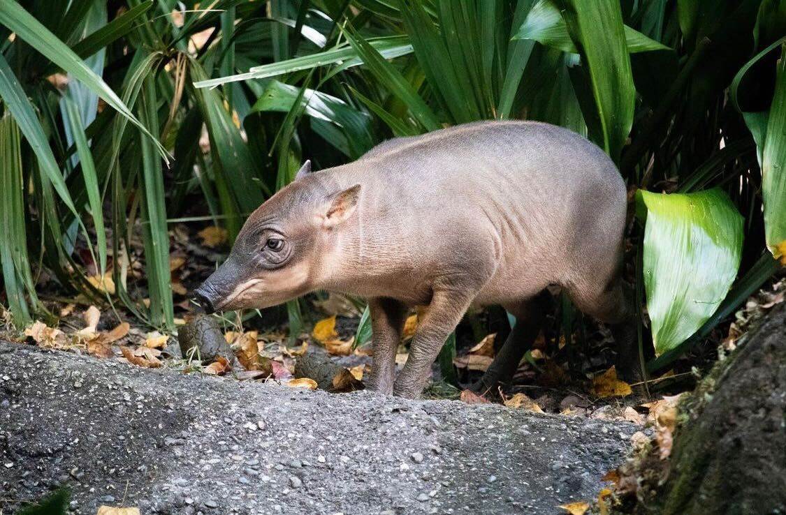 nutmeg animal kingdom 01