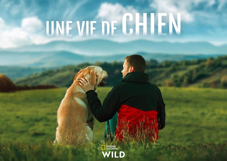 une vie de chien