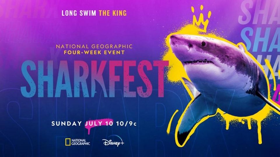 festival shark 10