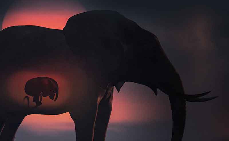in utero animaux