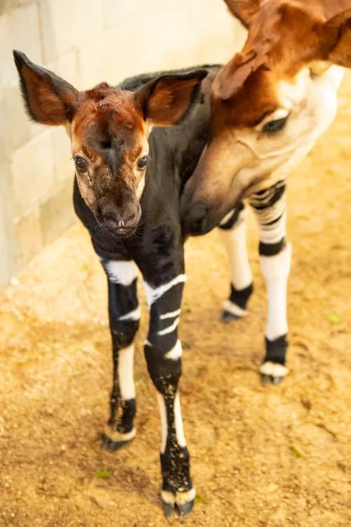 okapi disney's animal kingdom lodge 01