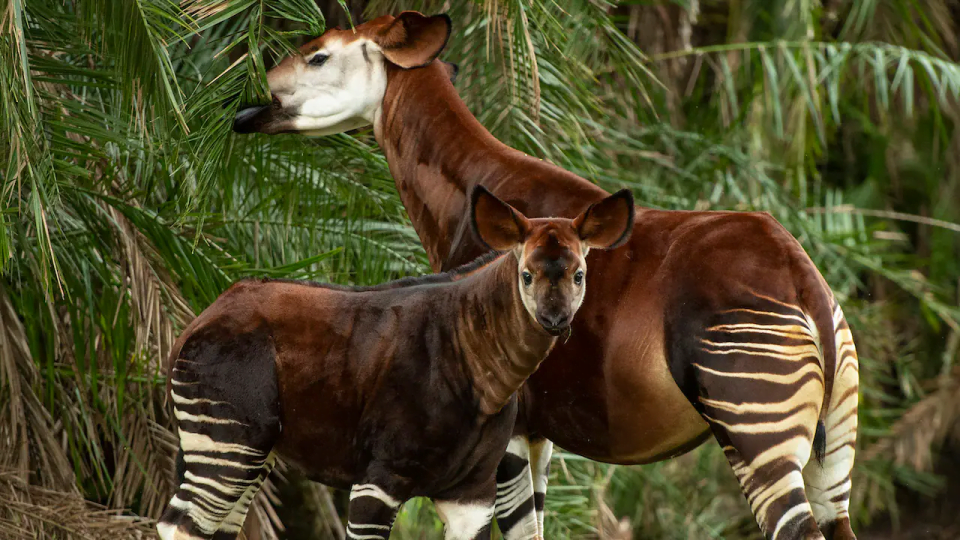 beni okapi