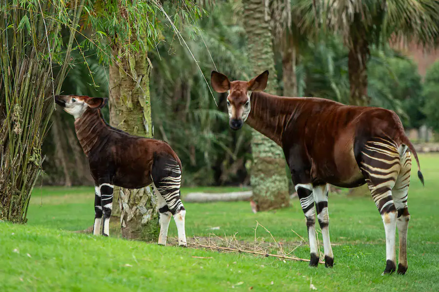 beni okapi