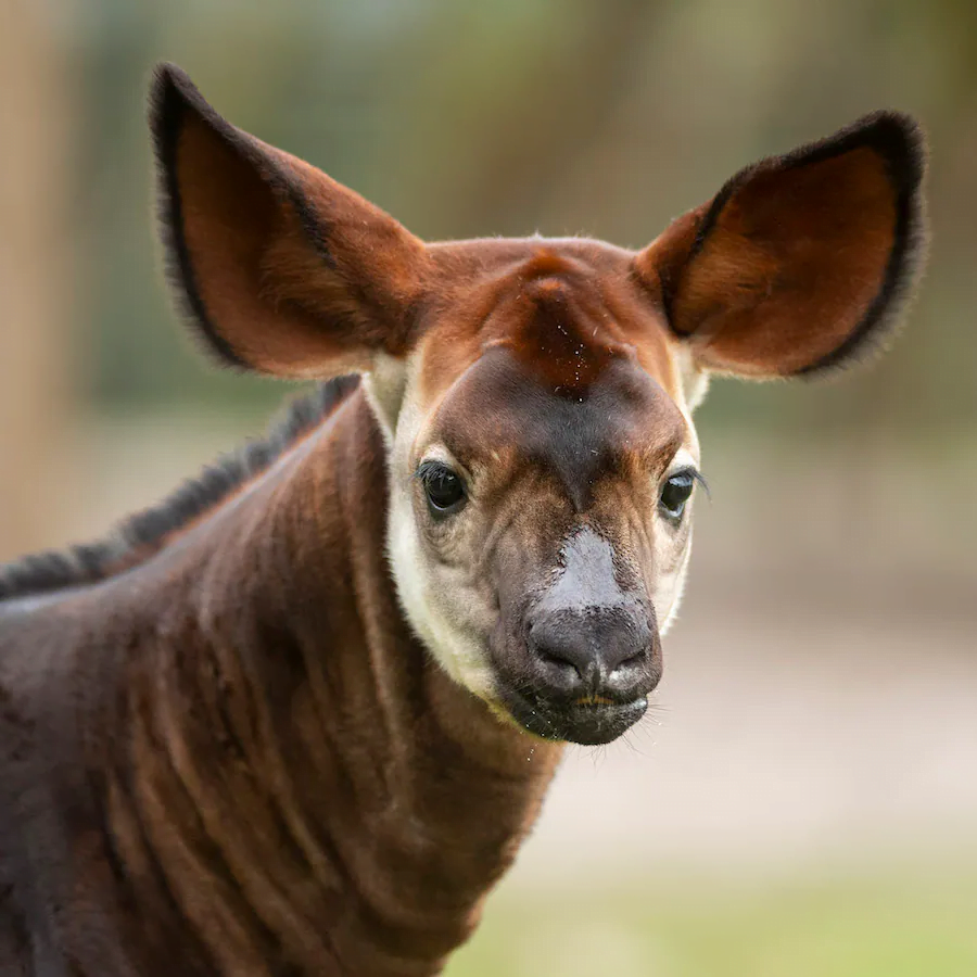 beni okapi