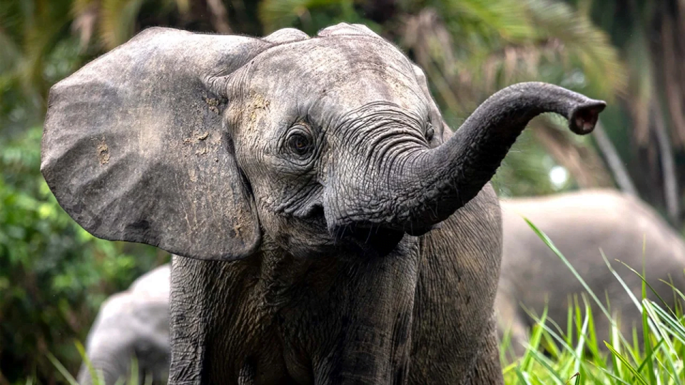 les secrets des éléphants