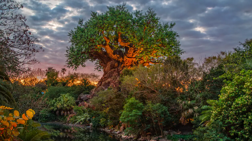 25 ans animal kingdom