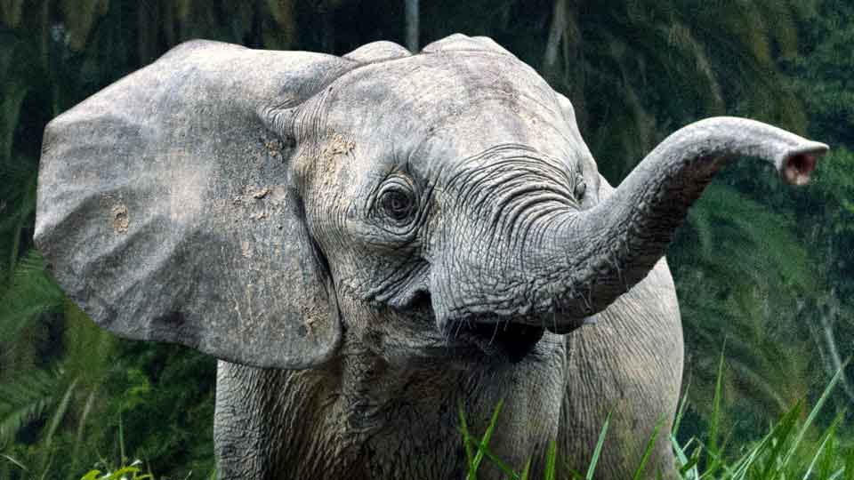 les secrets des éléphants