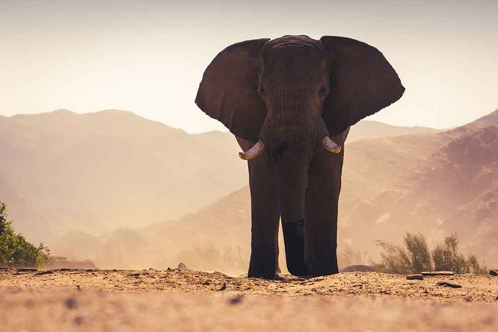 les secrets des éléphants