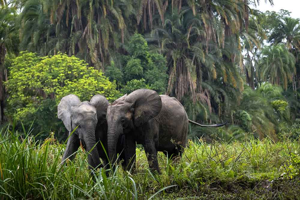 les secrets des éléphants