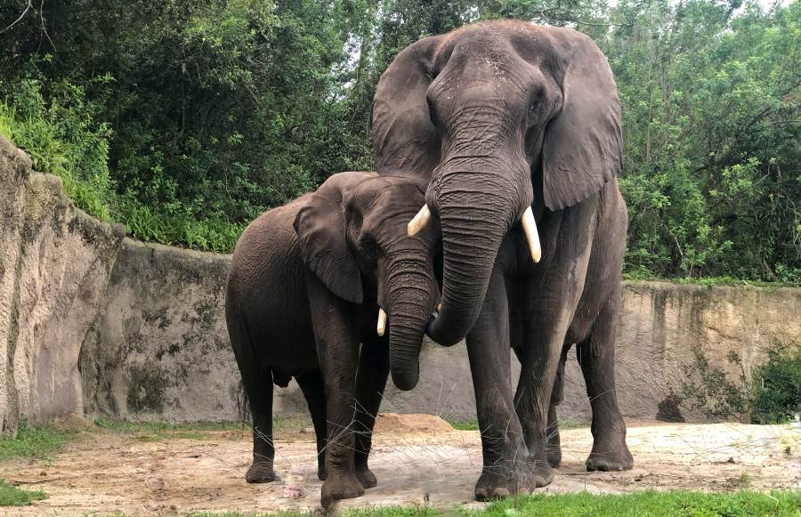 animaux animal kingdom 25 ans 01