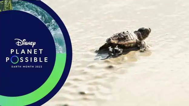 tortues disney 01
