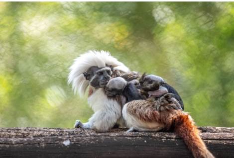 animal kingdom jumeaux tamarins