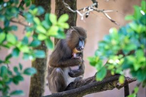 mandrill animal kingdom
